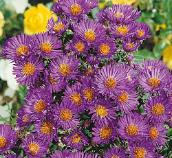 Астра (новобельгийская) - Констанс