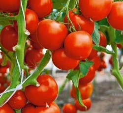 Томат Спрут F1