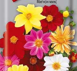 Георгина Мигнон микс (низкорослая)