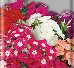Флокс Красивый гном