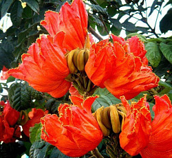 Спатодея Африканское тюльпанное дерево