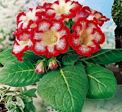 Глоксиния - Тигринум Ред