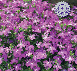 Лобелия прямостоячая Ривьера Роуз