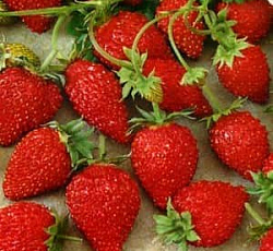 Клубника ремонтантная Красная шапочка (земляника)