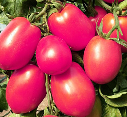 Томат Де Барао розовый