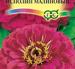 Цинния Исполин Малиновый