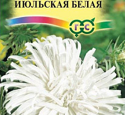 Астра Июльская Белая