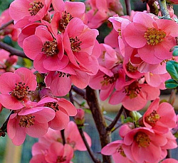 Айва красивая - Пинк Квин