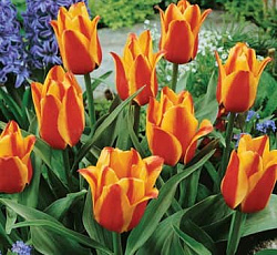 Тюльпан (Грейга) - Кейп Код