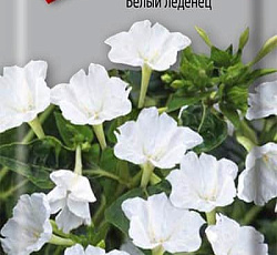 Мирабилис Белый леденец