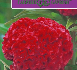 Целозия Курум красная гребенчатая