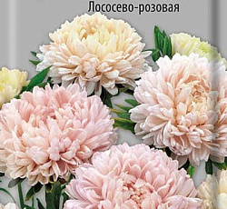 Астра Валентинов день Лососево–розовая