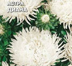 Астра Диана (хризантемовидная)