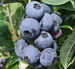 Голубика (высокорослая) - Голдтраубе 71