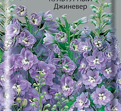 Дельфиниум культурный Джиневер