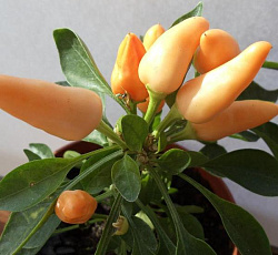 Перец кустарниковый Салют (острый)