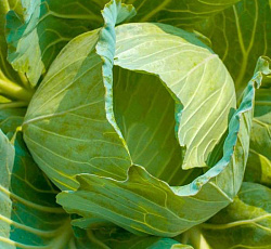 Капуста белокочанная Трансфер F1