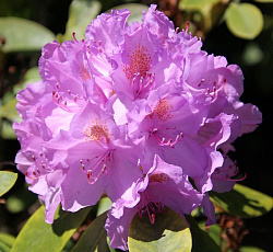 Рододендрон Розовый принц