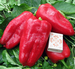 Перец сладкий Атлант