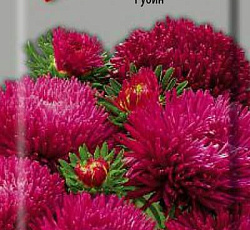 Астра Ювел Рубин