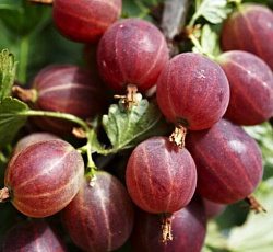 Крыжовник - Спайнфри