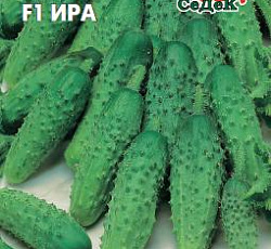 Огурец Ира F1