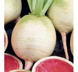 Редька китайская Ред мит