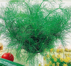 Укроп Кибрай