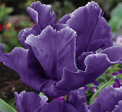 Тюльпан (Попугайный) - Блу Пэррот