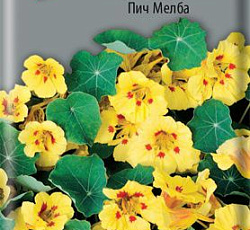 Настурция низкорослая Пич Мелба