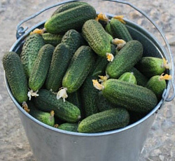 Огурец Таганай F1