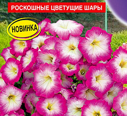 Петуния Мамбо розовое утро F1 (многоцветковая)