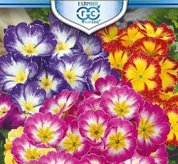 Примула Громадная смесь F1