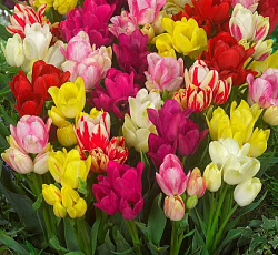 Тюльпан (Многоцветковый) - Смесь окрасок