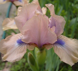 Ирис (карликовый) - Чантед