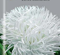 Астра Белое Безмолвие