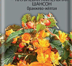 Бегония клубневая ампельная Шансон Оранжево-жёлтая