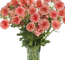 Лютик (гибридный) - Баттерфляй Эрис