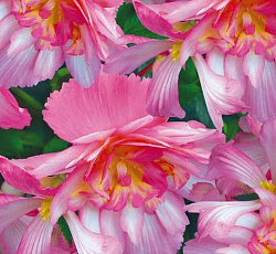 Бегония ампельная Алькор F1