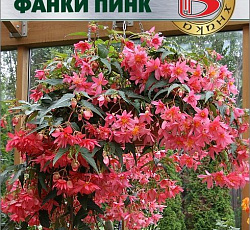 Бегония гибридная Фанки Пинк (каскадная)