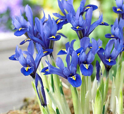 Ирис - Сетчатый Гармония