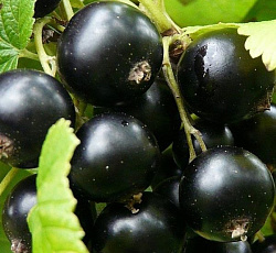 Смородина черная (перспективная) - Добрыня