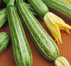 Кабачок Зебра (цуккини)