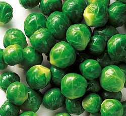 Капуста брюссельская Командор