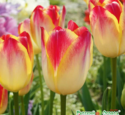 Тюльпан (Российский Гигант) - Барклай-де-Толли