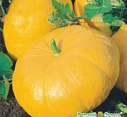 Тыква крупноплодная Парижская золотая