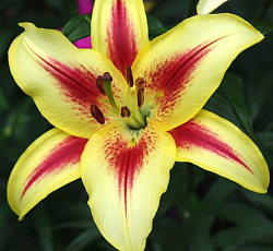 Лилия (ОА-гибрид) - Санни Краун