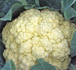 Капуста цветная Мовир 74