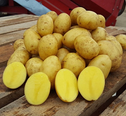 Картофель Гала (ЭЛИТА)