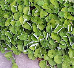 Дихондра Ампельная